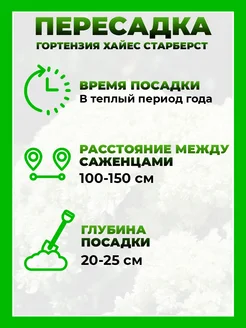Гортензия древовидная Хайес Старберст