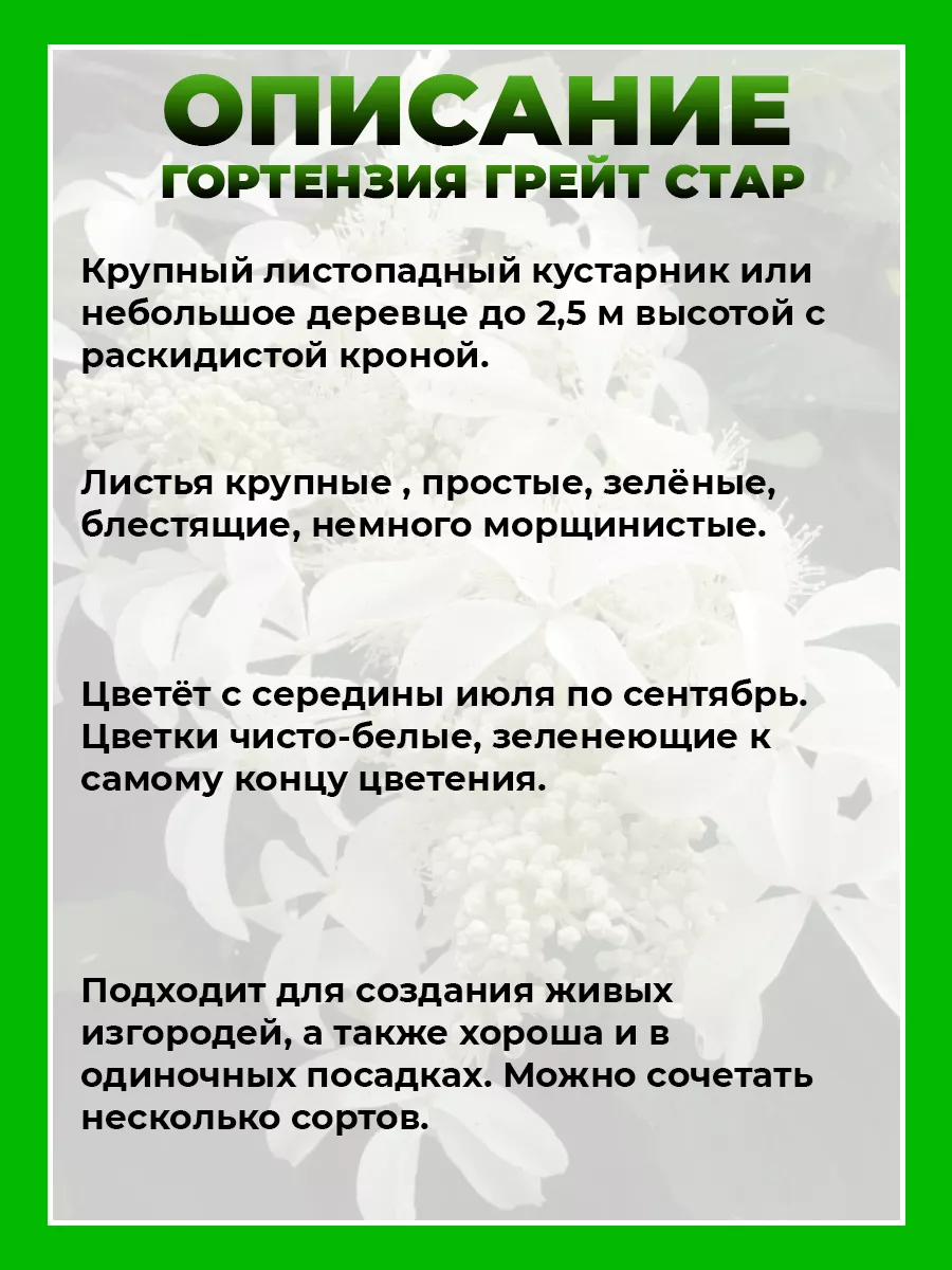 Гортензия метельчатая Грейт Стар