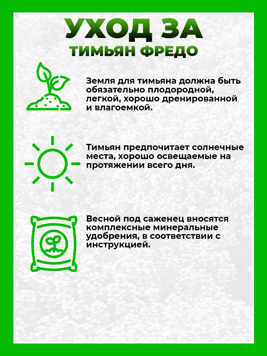 Тимьян обыкновенный Фрэдо