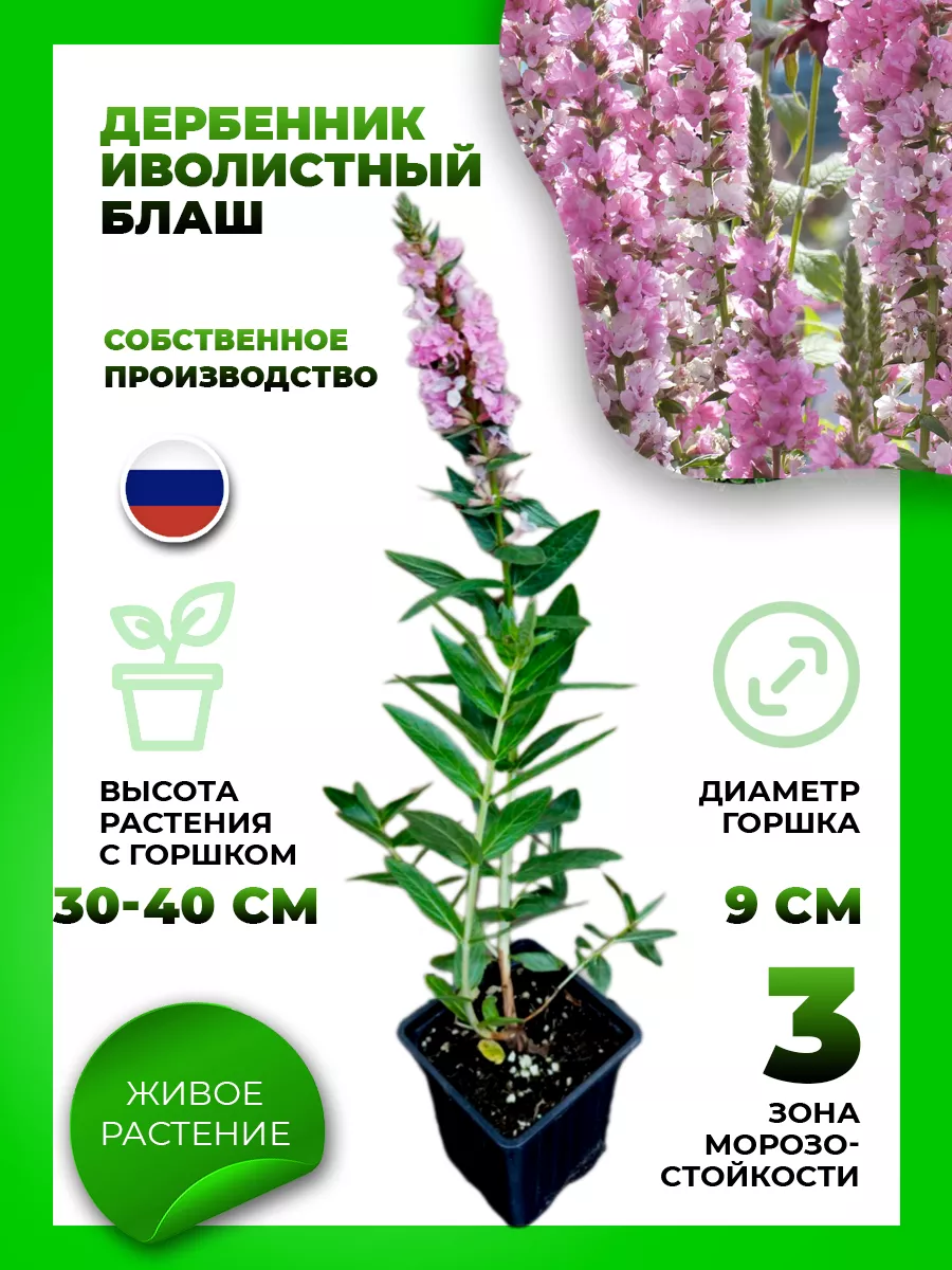 Дербенник иволистный Блаш