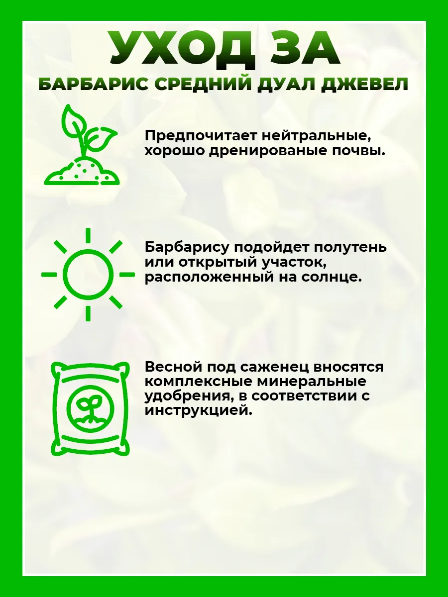 Барбарис средний Дуал Джевел