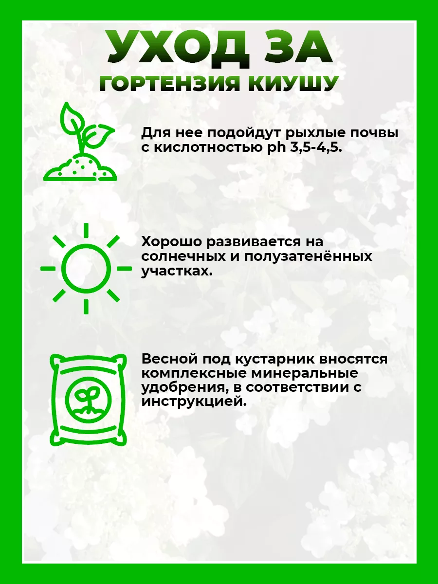 Гортензия метельчатая Киушу
