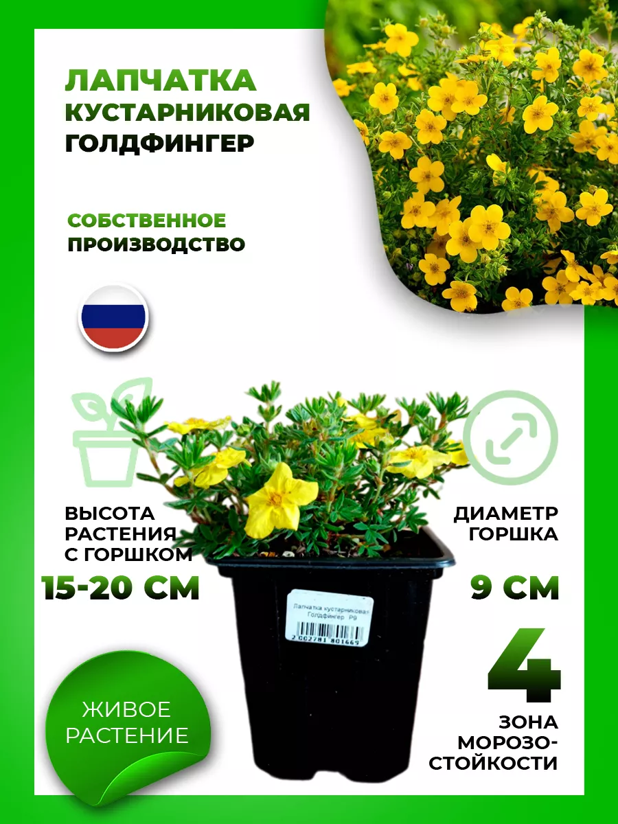 Лапчатка кустарниковая Голдфингер