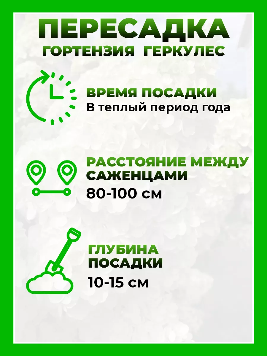Гортензия метельчатая Геркулес