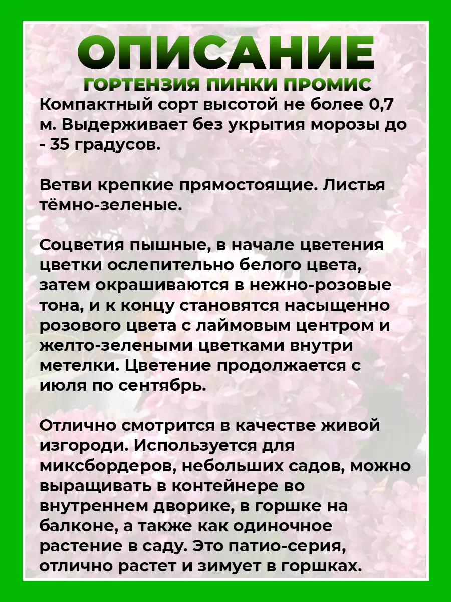 Гортензия метельчатая Ливинг Пинки Промис