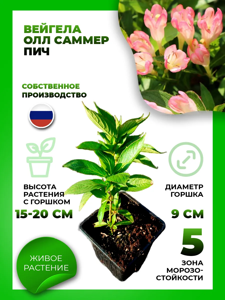 Вейгела цветущая Олл Саммер Пич