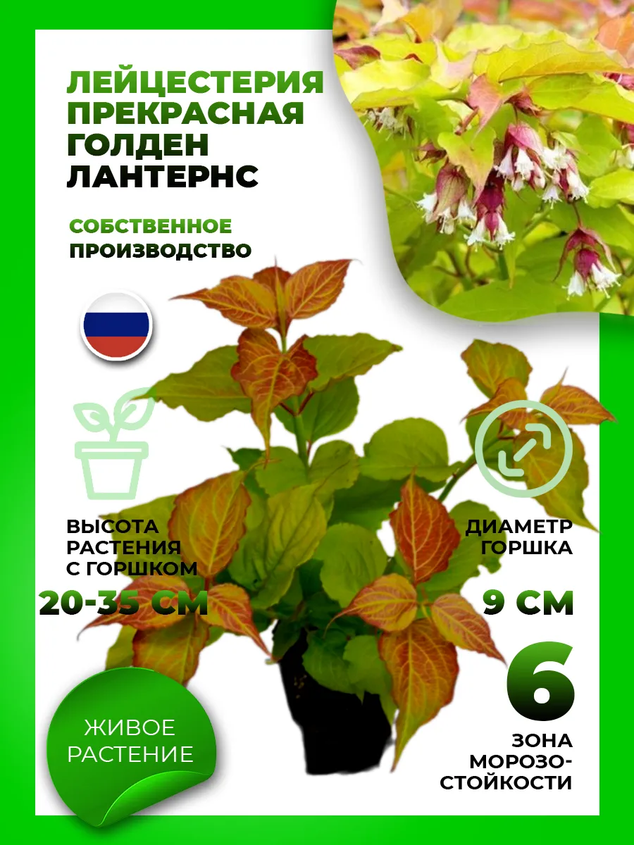 Лейцестерия прекрасная Голден Лантернс