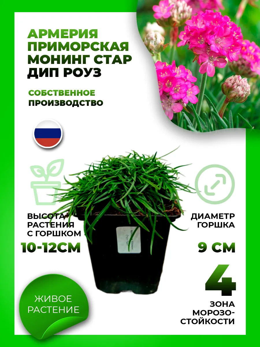Армерия Монинг Стар Дип Роуз