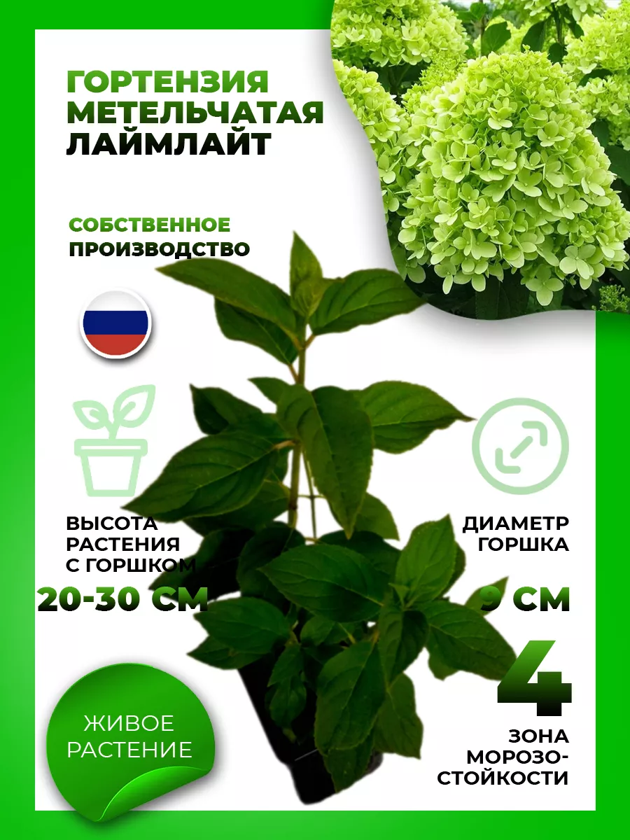 Гортензия метельчатая Лаймлайт