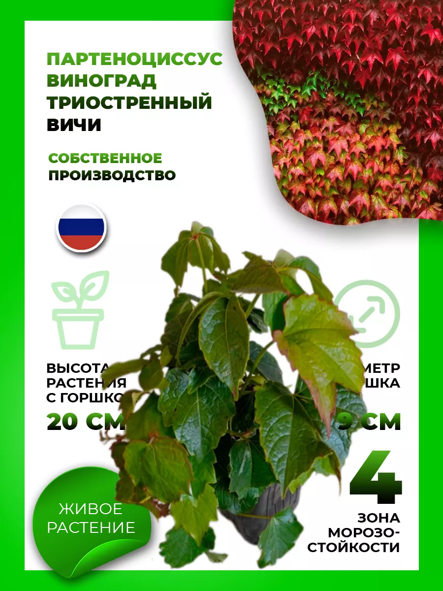 Девичий виноград триостренный Вичи (Партеноциссус)