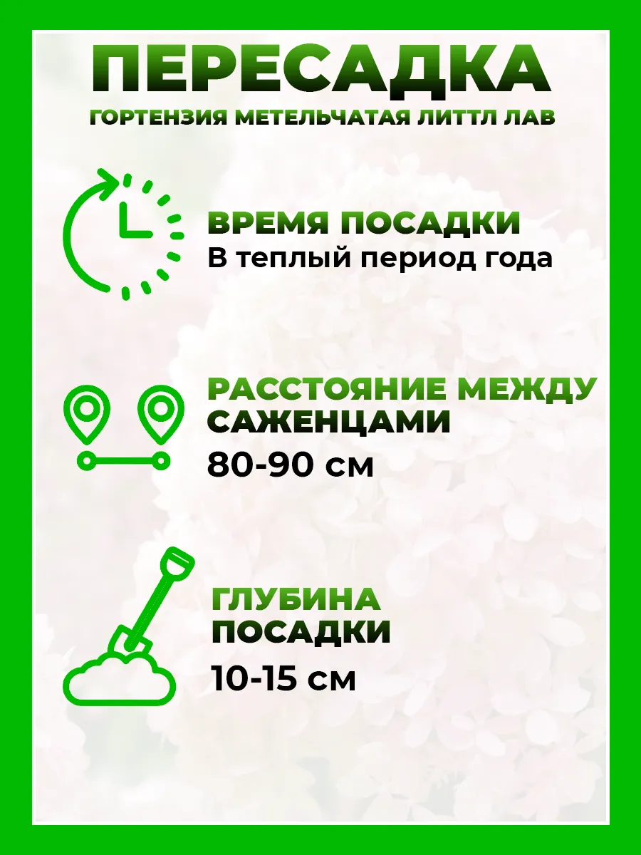 Гортензия метельчатая Литтл Лав