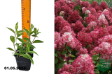Гортензия Мэджикал Везувио (Hydrangea paniculata Magical Vesuvio) Р9