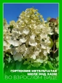 Гортензия метельчатая Милк энд Хани