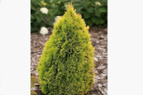 Туя западная Филипс Мэджик Момент