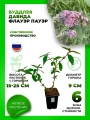 Буддлея Давида Флауэр Пауэр