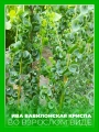 Ива вавилонская Криспа