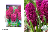 Гиацинт Вудсток (Hyacinthus Woodstock) 5шт/уп