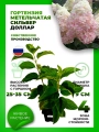Гортензия метельчатая Сильвер Доллар