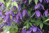 Клематис альпийский (княжик) Хельсингборг (Clematis alpina Helsingborg) Р7
