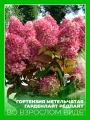 Гортензия метельчатая Гарденлайт Рэдлайт