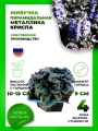 Живучка пирамидальная Металлика Криспа
