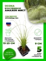 Осока власовидная Амазон Мист