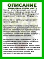 Хризантема крупноцветковая Сплэш Минти