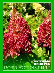 Гортензия метельчатая Вимс Ред