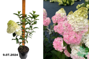 Гортензия метельчатая Ванилла Фрейз (Hydrangea paniculata Vanille Fraise) С3.