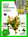 Живучка ползучая Фезеред Френдс Тропикал Тукан