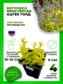 Вероника простертая Ацтек Голд