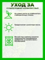 Пузыреплодник калинолистный