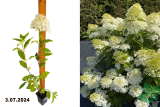 Гортензия метельчатая Фантом (Hydrangea paniculata Phantom) Р9