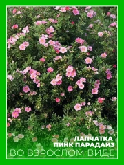 Лапчатка кустарниковая Пинк Парадайз