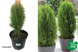 Туя западная Тотем Смарагд (Thuja occidentalis Totem Smaragd) С3 х