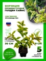 Форзиция промежуточная Голден Таймс
