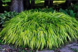 Хаконехлоа большая Ауреола (Hakonechloa macra Aureola) Р9