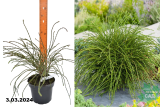 Туя складчатая Випкорд (Thuja plicata Whipcord) С2