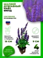 Шалфей дубравный Найт Филд