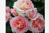 Роза английская Абрахам Дерби (Rosa еnglish Abraham Darby) ОКС