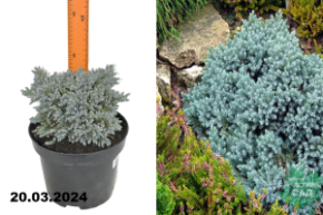 Можжевельник чешуйчатый Блю Стар (Juniperus squamata Blue Star) С5 аг