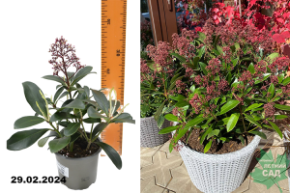 Скимия японская Рубелла  (Skimmia japonica Rubella)  Р10,5