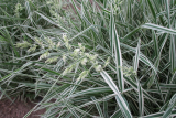 Канареечник красный Пикта (Phalaris arundinacea Picta) С3
