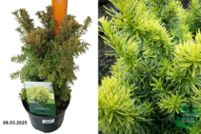 Taxus baccata Dwarf Bright