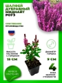 Шалфей дубравный Миднайт Роуз