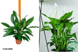 Спатифиллум Свит Лауретта (Spathiphyllum Sweet Lauretta) С3