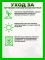 Гортензия метельчатая Пантеон