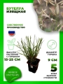 Бутелуа изящная