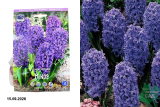 Гиацинт Минос (Hyacinthus orientalis Minos) 5 шт/уп
