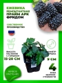 Ежевика Прайм Арк Фридом